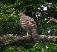 Black Sparrowhawk