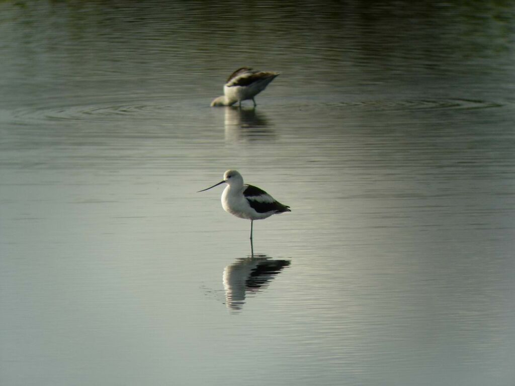 American Avocet