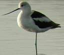 Avocette d'Amérique