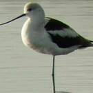 Avocette d'Amérique