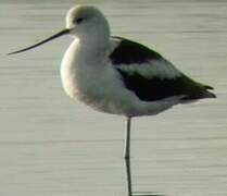 American Avocet