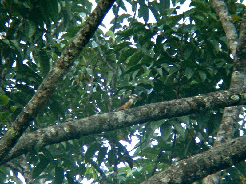 Rufous-bellied HelmetshrikeFirst year