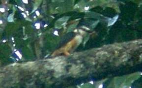 Rufous-bellied Helmetshrike