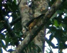 Rufous-bellied Helmetshrike