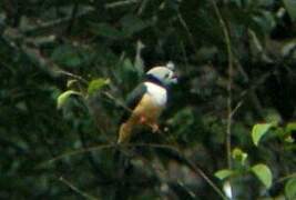 Rufous-bellied Helmetshrike