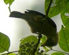 Naked-faced Barbet