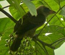 Naked-faced Barbet