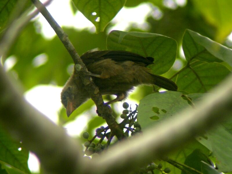 Naked-faced Barbetjuvenile