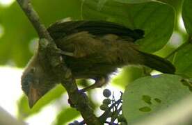 Naked-faced Barbet