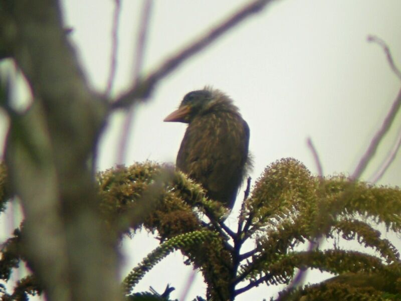 Naked-faced Barbetadult