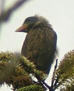 Naked-faced Barbet