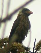 Naked-faced Barbet