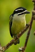 Yellow-rumped Tinkerbird