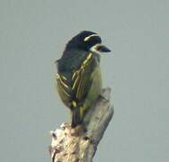 Yellow-rumped Tinkerbird