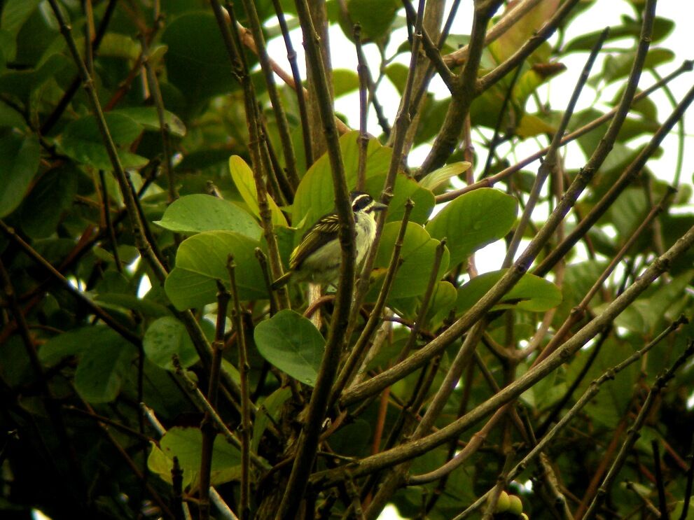 Yellow-throated Tinkerbird male adult