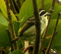 Yellow-throated Tinkerbird