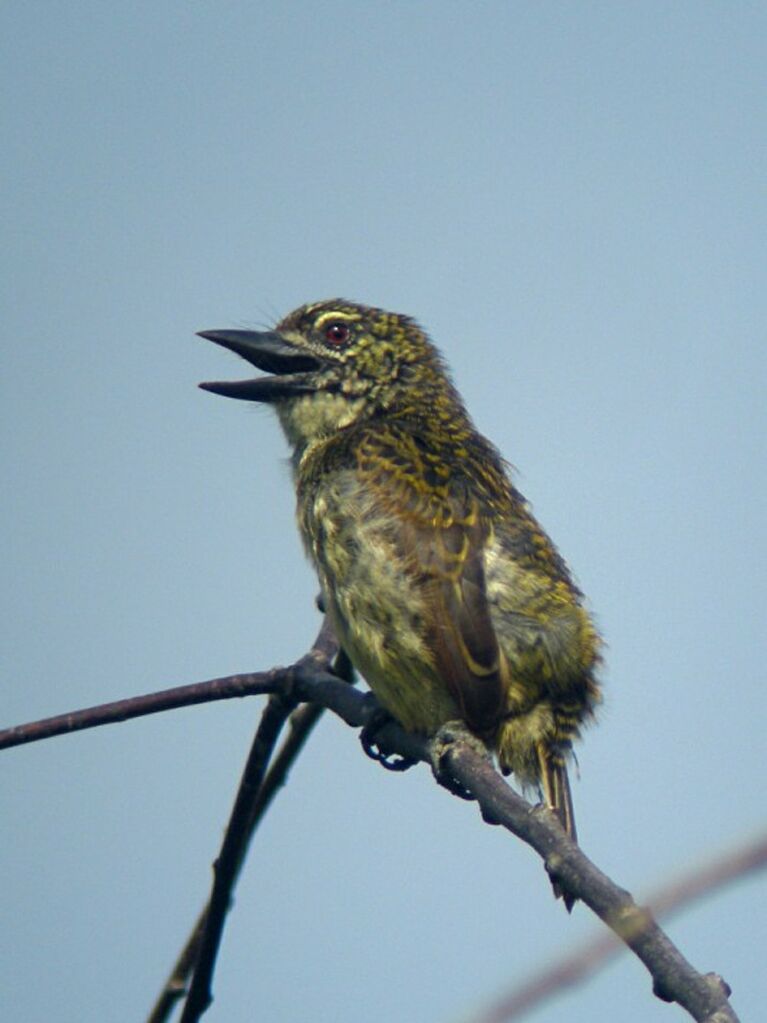 Speckled Tinkerbirdadult