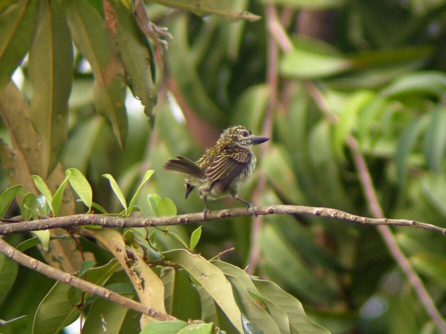 Speckled Tinkerbirdadult