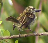 Speckled Tinkerbird