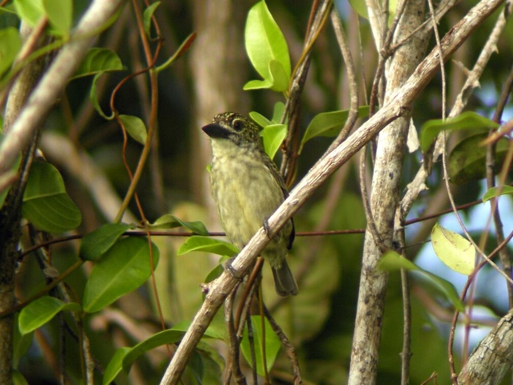 Speckled Tinkerbirdadult