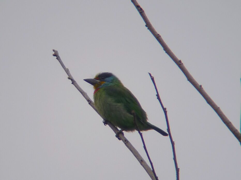 Taiwan Barbet