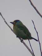 Taiwan Barbet