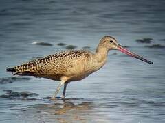 Marbled Godwit