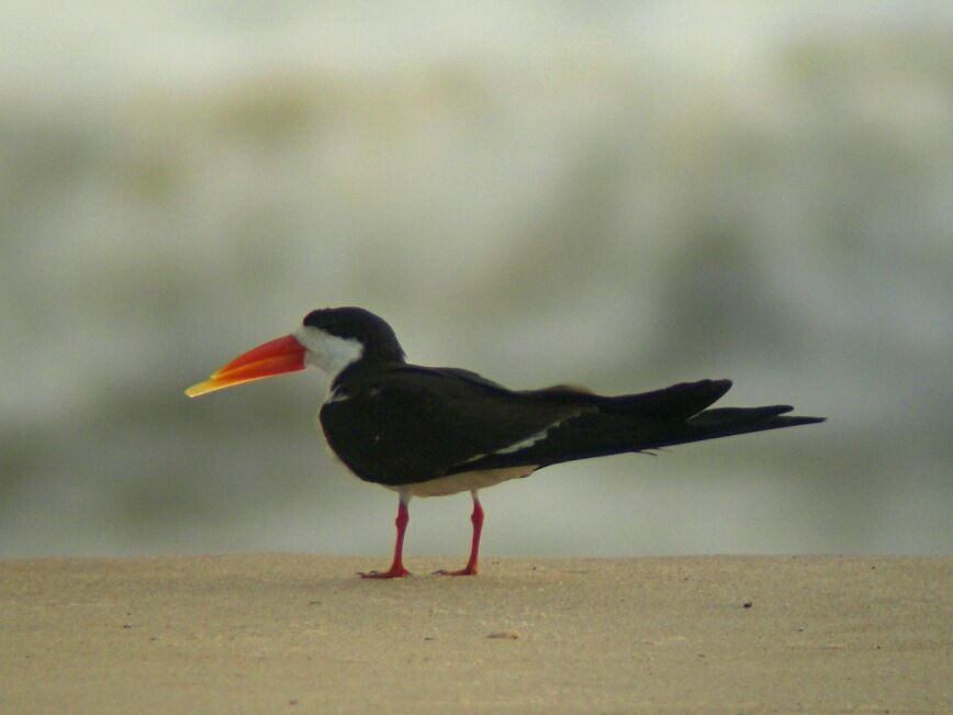 African Skimmer female adult breeding