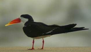 African Skimmer