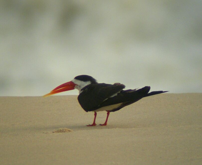 African Skimmer male adult breeding