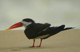 African Skimmer