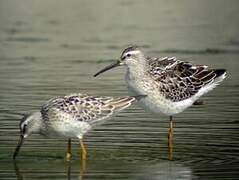 Stilt Sandpiper