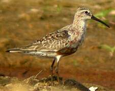 Curlew Sandpiper