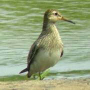 Pectoral Sandpiper