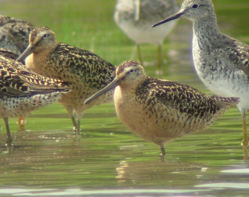 Short-billed Dowitcher