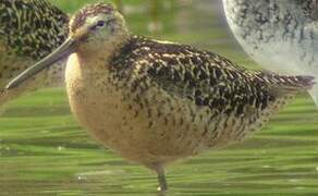 Short-billed Dowitcher