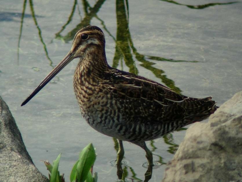 Wilson's Snipe