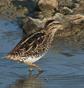 Common Snipe