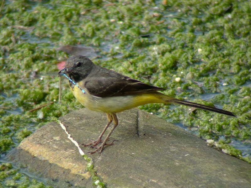 Grey Wagtail male adult breeding, feeding habits