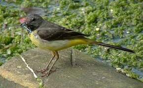 Grey Wagtail