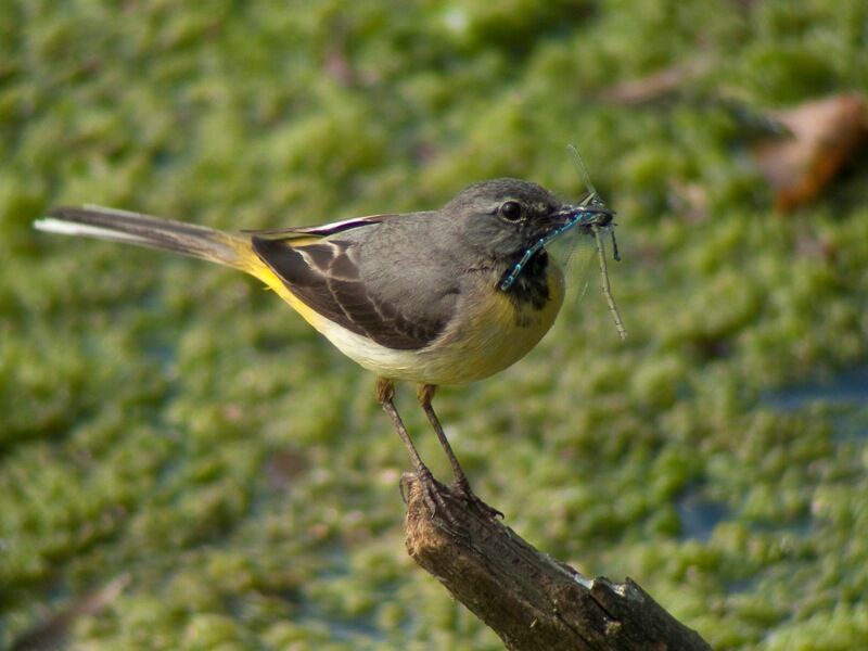 Grey Wagtail male adult breeding, feeding habits