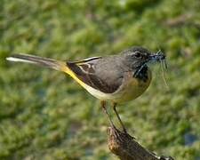 Grey Wagtail