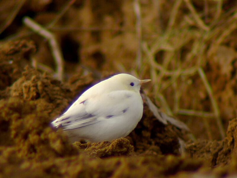 White Wagtail