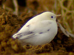 White Wagtail