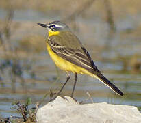 Western Yellow Wagtail