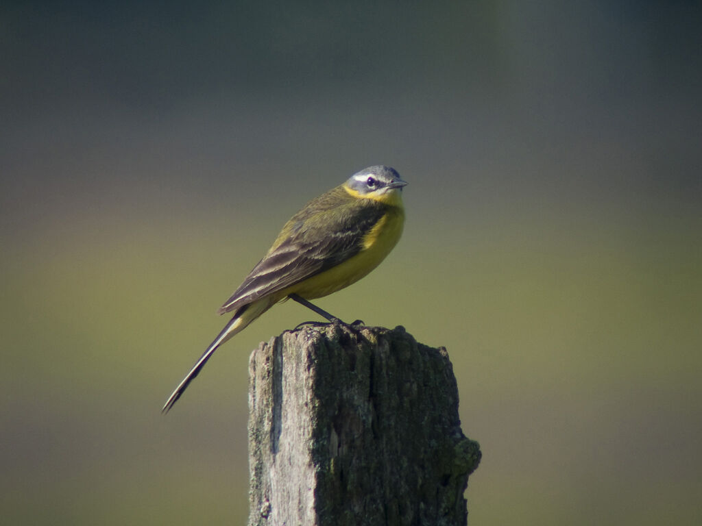 Western Yellow Wagtail male adult breeding