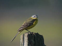 Western Yellow Wagtail