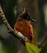 Black-and-white Shrike-flycatcher