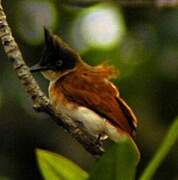 Black-and-white Shrike-flycatcher