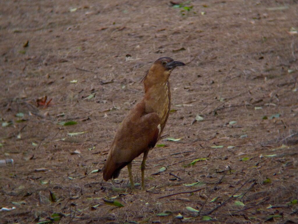 Malayan Night Heron